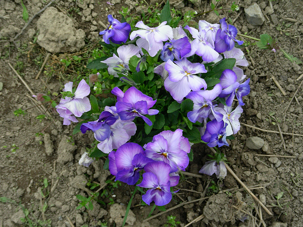 pansy in flower